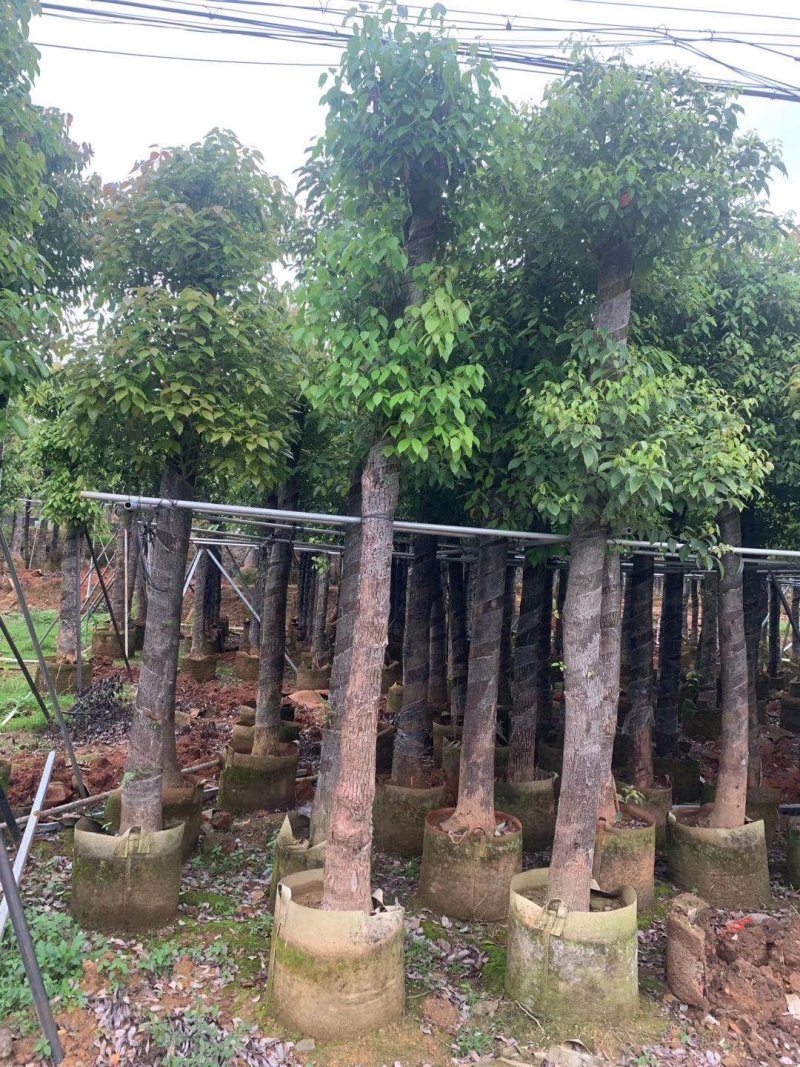 香樟树苗，小中大杯，营养袋苗，移植树苗