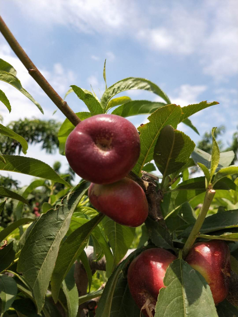威县油蟠桃