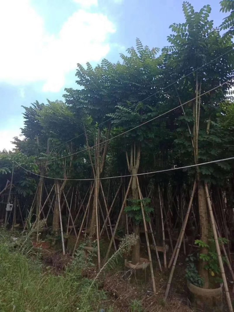 风铃木树苗，各样品种都有，小中大杯