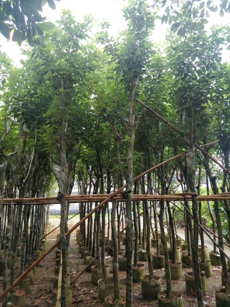 风铃木树苗，各样品种都有，小中大杯