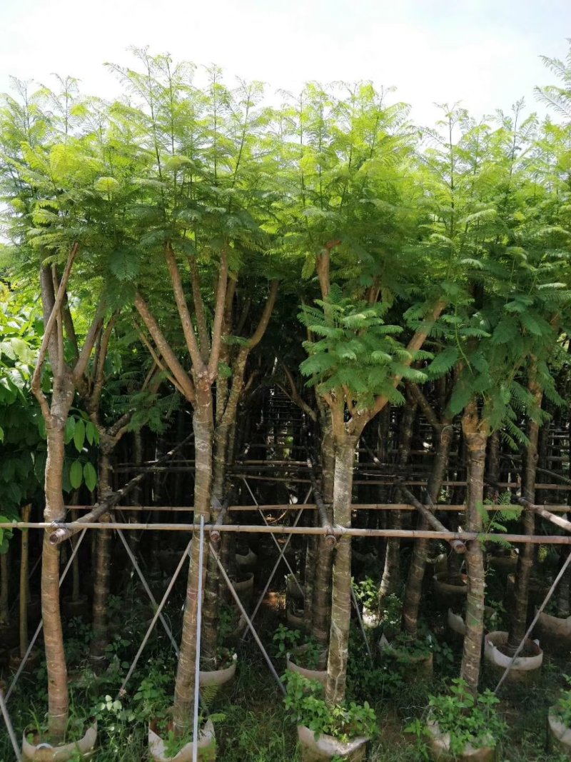 风铃木树苗，各样品种都有，小中大杯