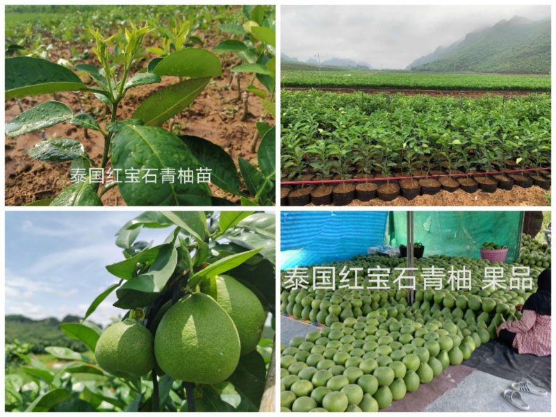 泰国红宝石青柚苗，自家农场基地直供