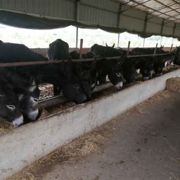 【精选】肉驴出肉率高基地直发品质保证可视频看货