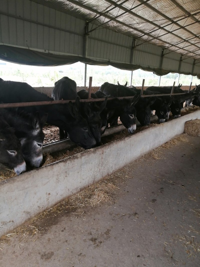【精选】肉驴出肉率高基地直发品质保证可视频看货