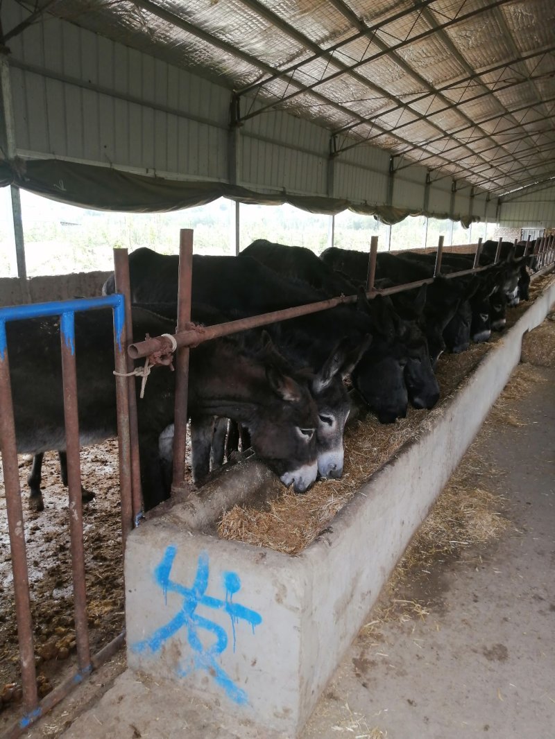 【精选】肉驴出肉率高基地直发品质保证可视频看货