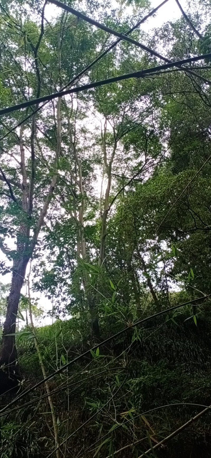 朴树，四川宜宾精品大朴树，只能骨架朴树多，只能骨架