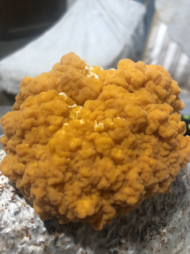 金耳菌大量出货
