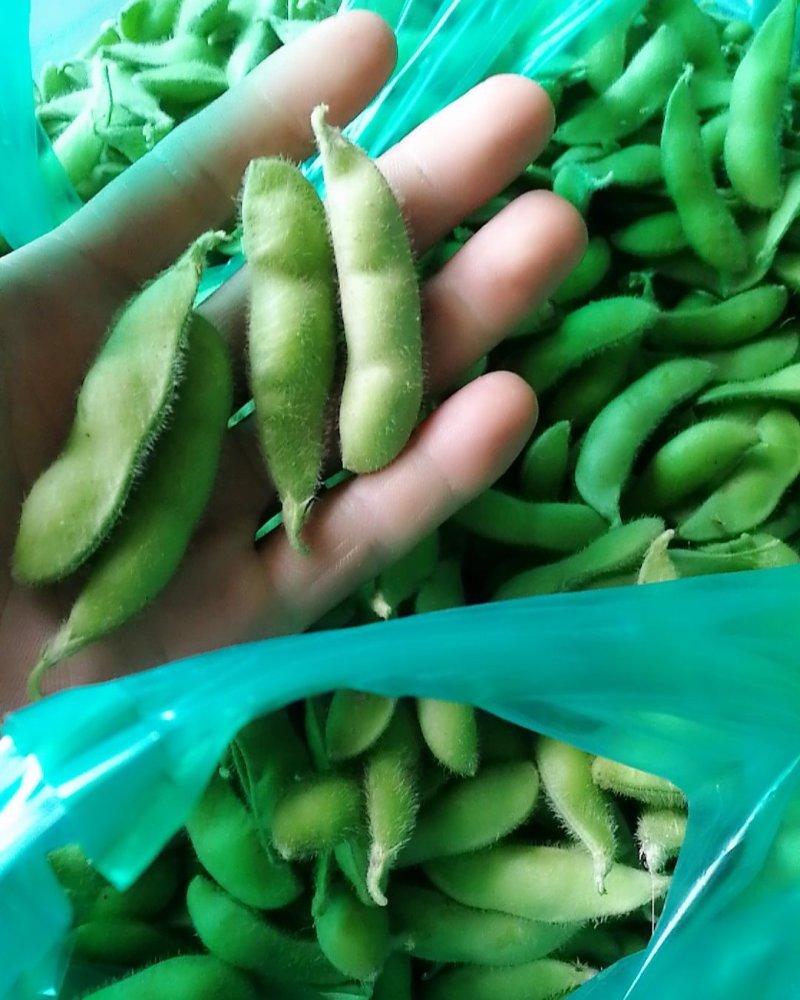 绿宝石毛豆大荚全绿18～24克