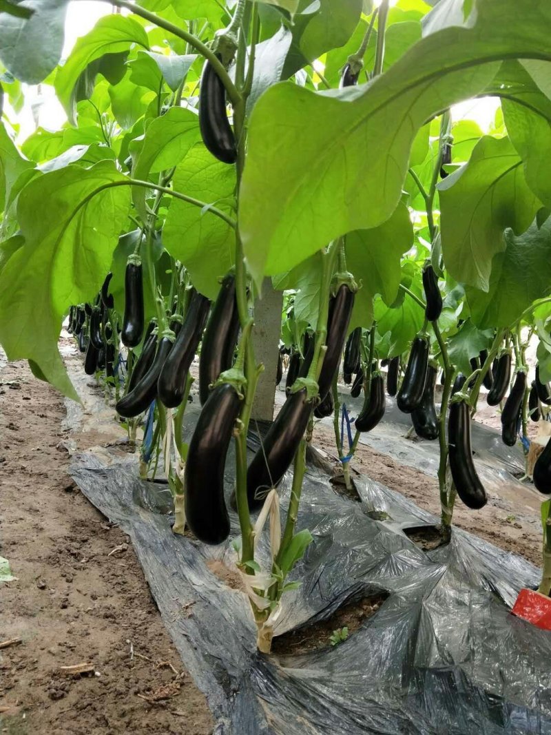 乾德长茄550绿萼茄子种子产量高适合春秋种植顺直