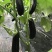 乾德长茄550绿萼茄子种子产量高适合春秋种植顺直