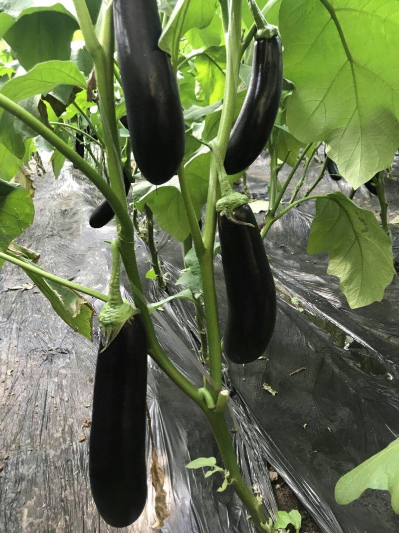 乾德长茄550绿萼茄子种子产量高适合春秋种植顺直
