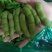 绿宝石毛豆大荚全绿18～24克