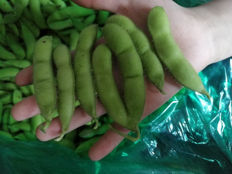 绿宝石毛豆大荚全绿18～24克