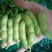 绿宝石毛豆大荚全绿18～24克