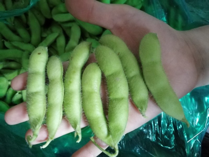 绿宝石毛豆大荚全绿18～24克