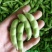 绿宝石毛豆大荚全绿18～24克