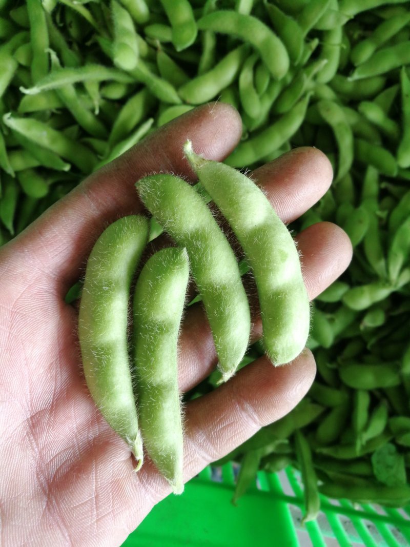 绿宝石毛豆大荚全绿18～24克