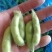 绿宝石毛豆大荚全绿18～24克