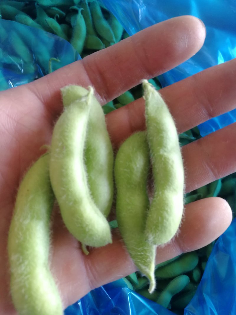 绿宝石毛豆大荚全绿18～24克