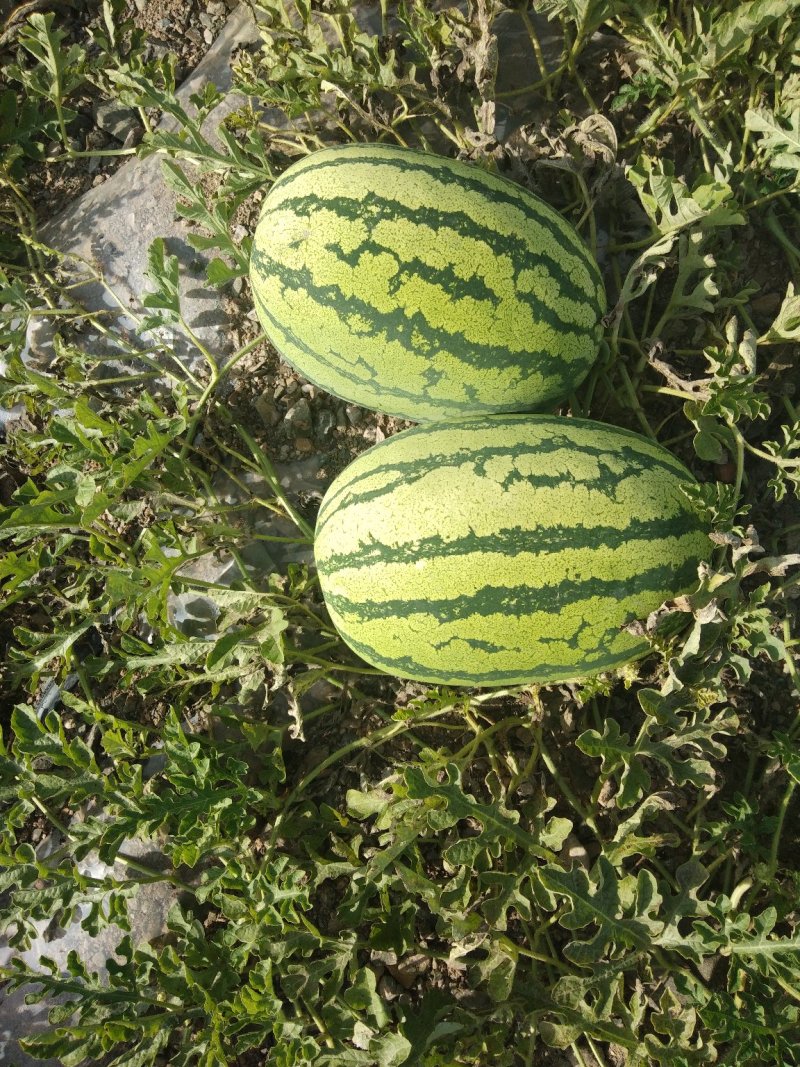 【宁夏硒砂瓜】15斤打底头茬大量上市货
