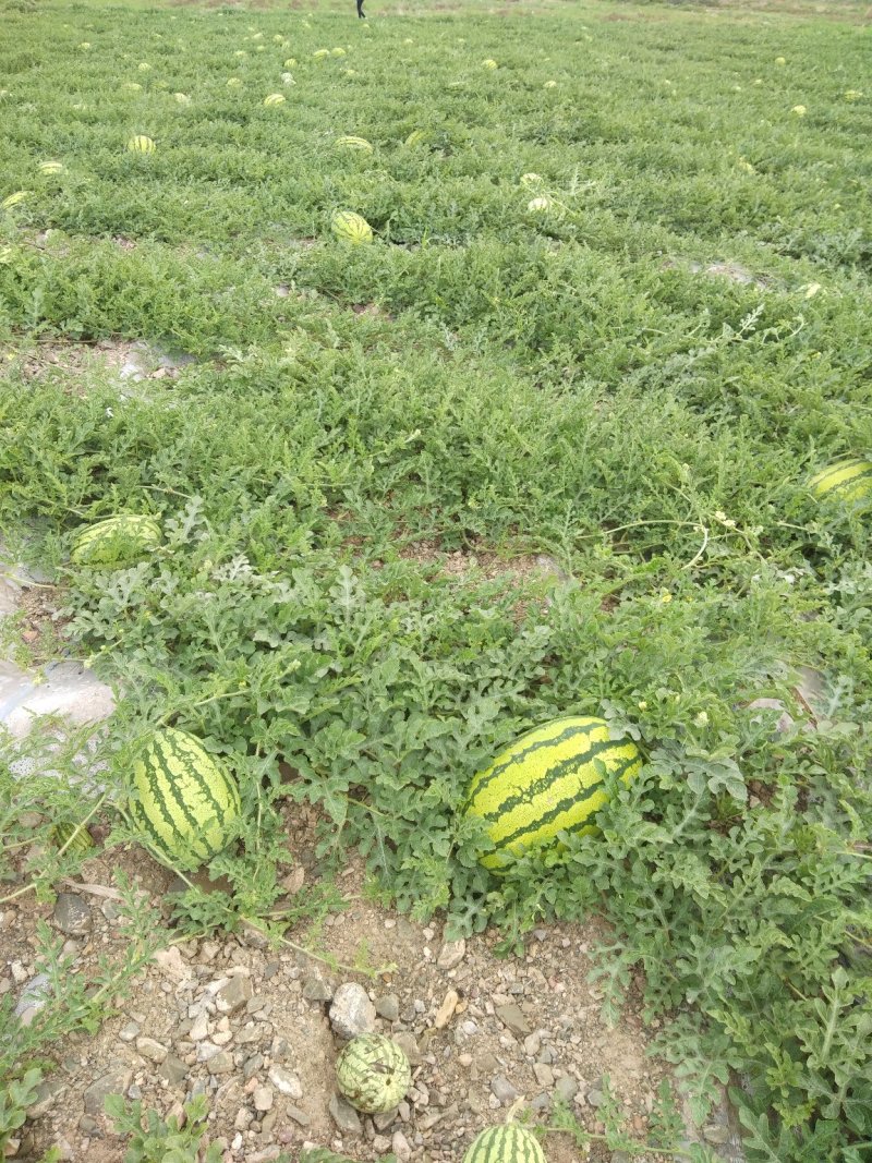 【宁夏硒砂瓜】15斤打底头茬大量上市货