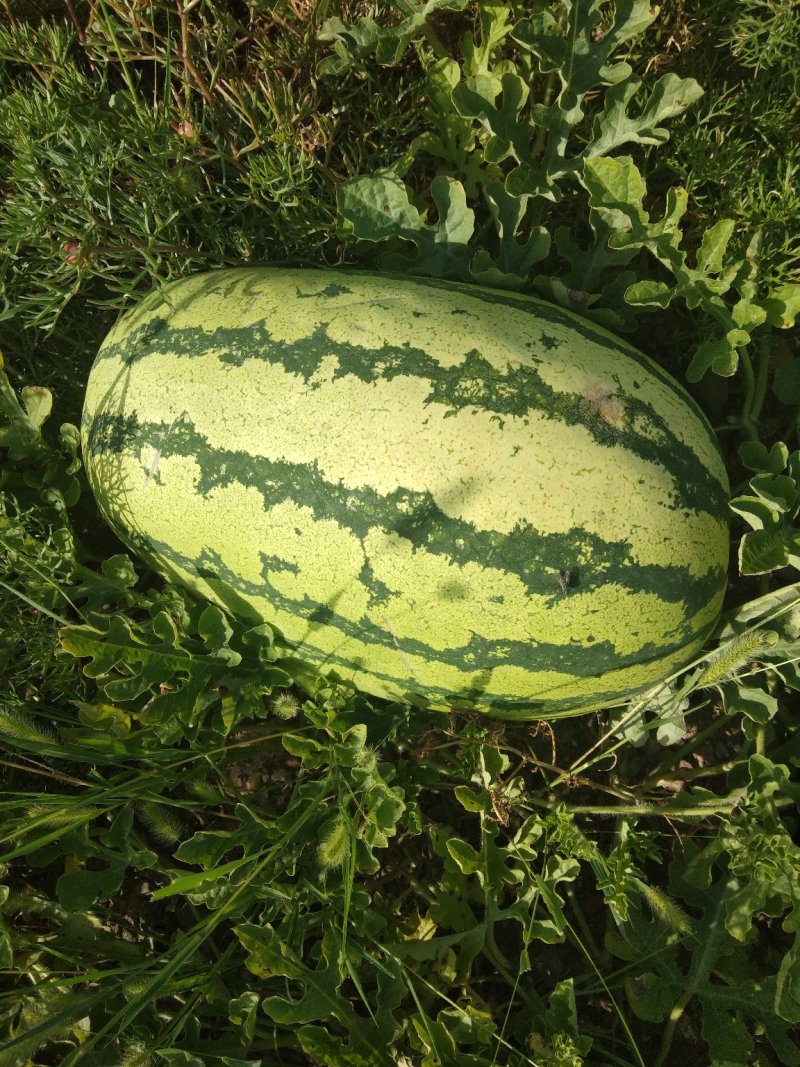 【宁夏硒砂瓜】15斤打底头茬大量上市货