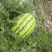 【宁夏硒砂瓜】15斤打底头茬大量上市货