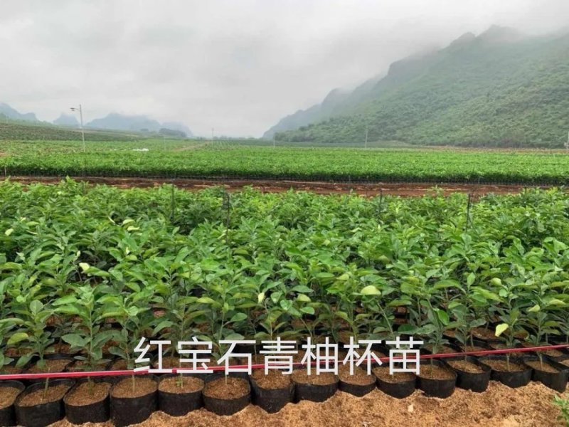 泰国红宝石青柚苗，自家农场基地直供