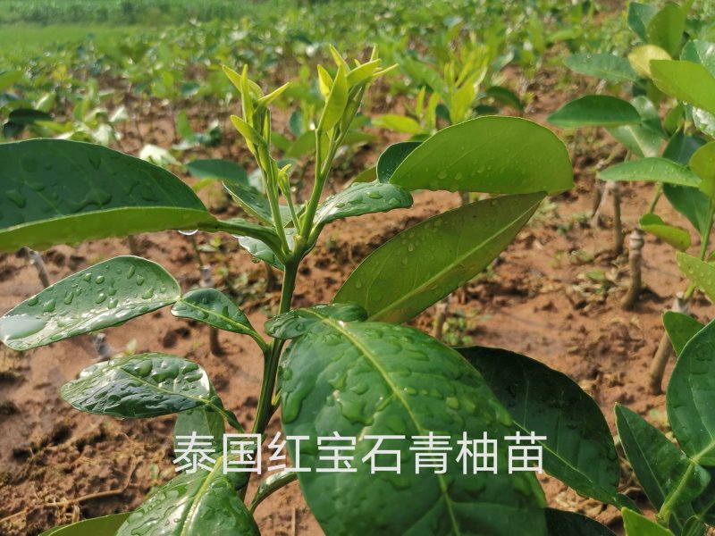 泰国红宝石青柚苗，自家农场基地直供