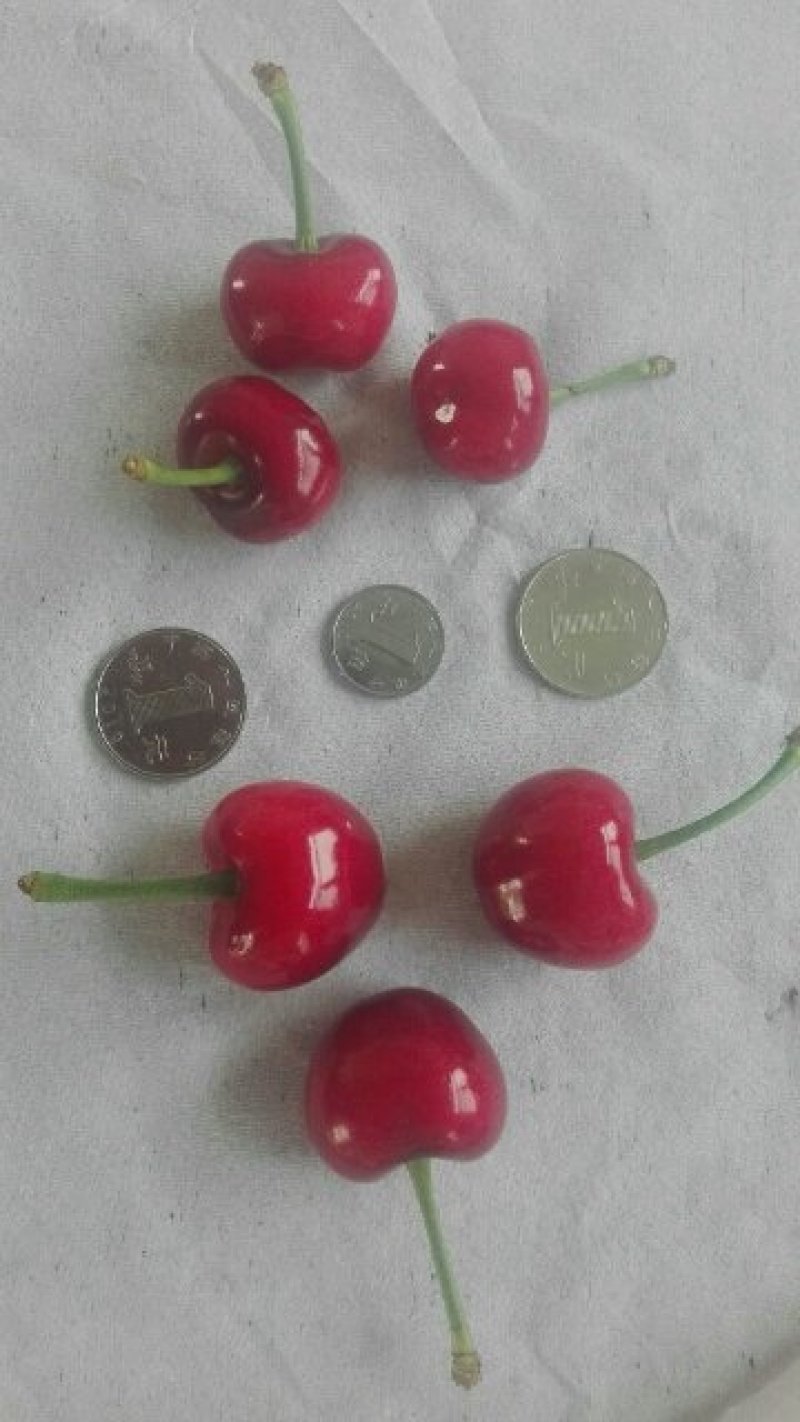 红灯樱桃