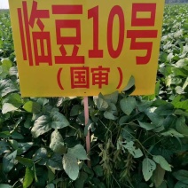 国审大豆种子临豆10号大豆种子晥豆35