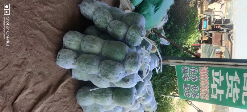 大量供应山东莘县长豆角，产地直发，代发全国