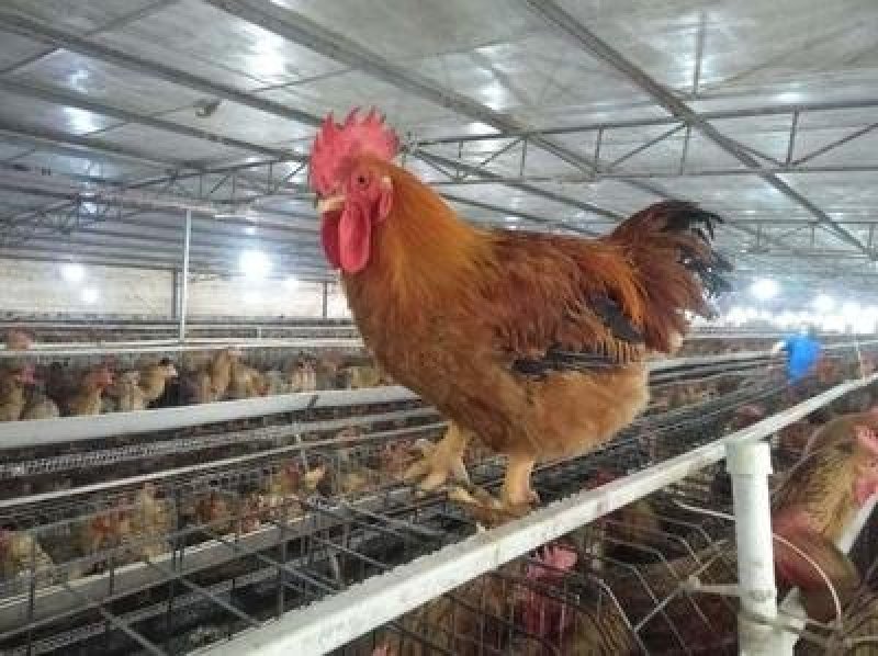 K9鸡苗肉鸡苗质量保证放心苗