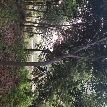 供应榉树，二级榉树，适合拼栽