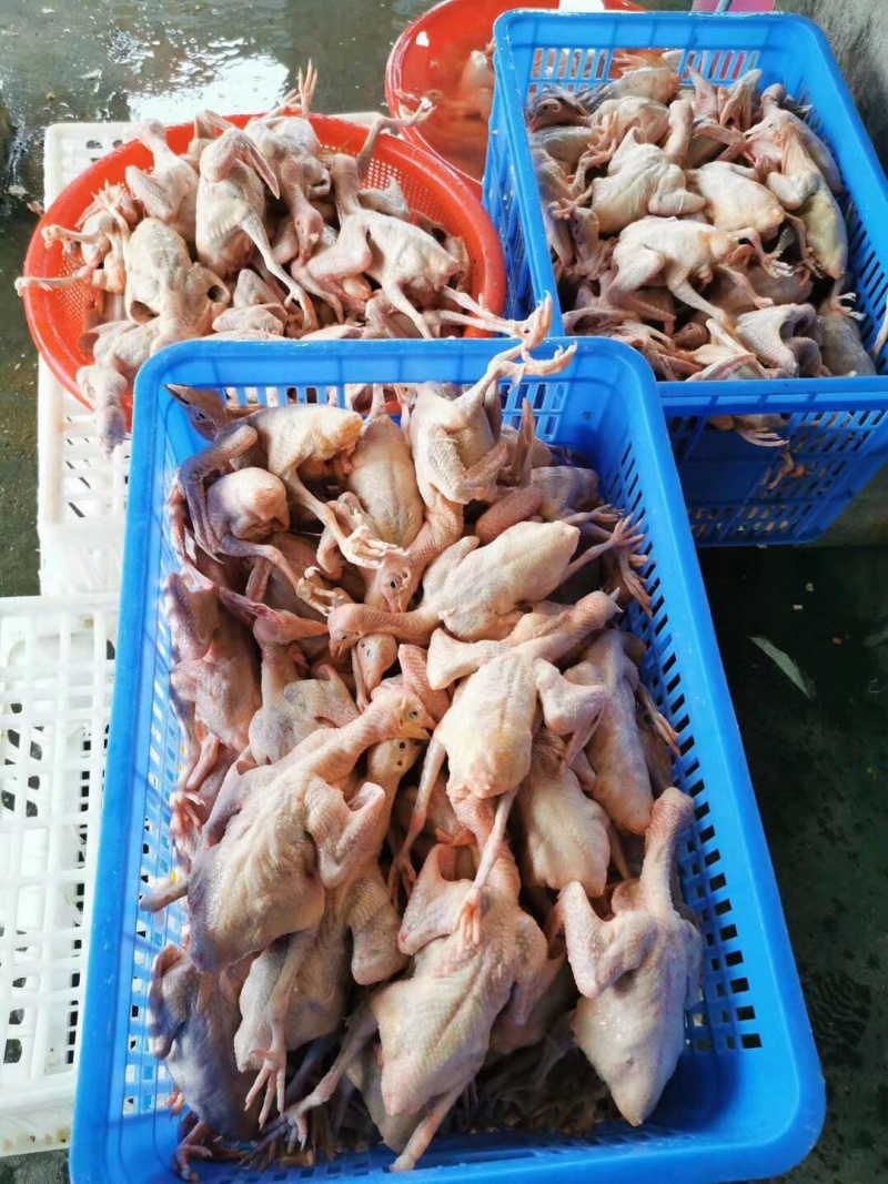 鸽子自家散养新鲜现宰现寄