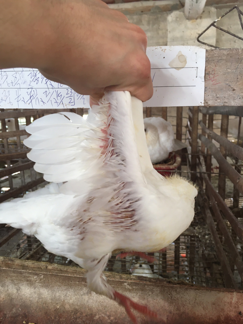 鸽子自家散养新鲜现宰现寄