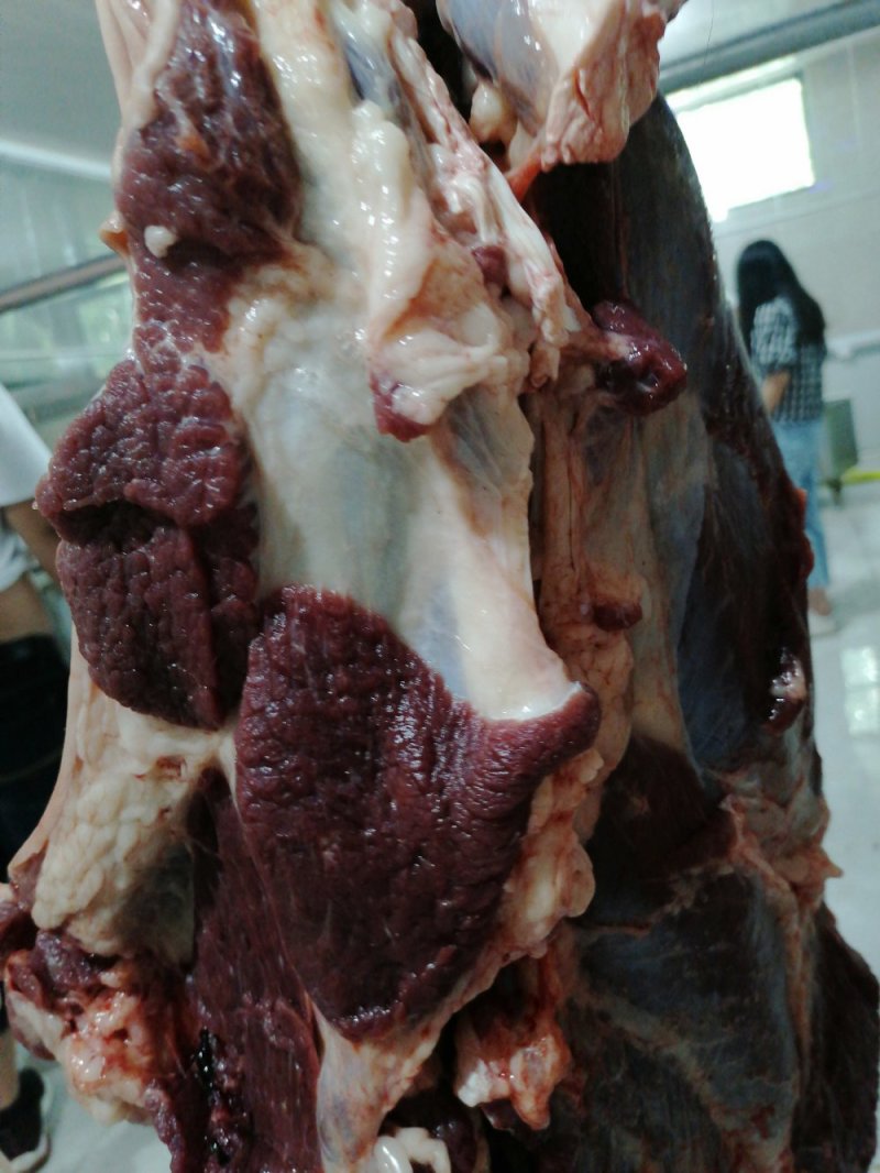 带皮鲜马肉精修去油纯干不注水
