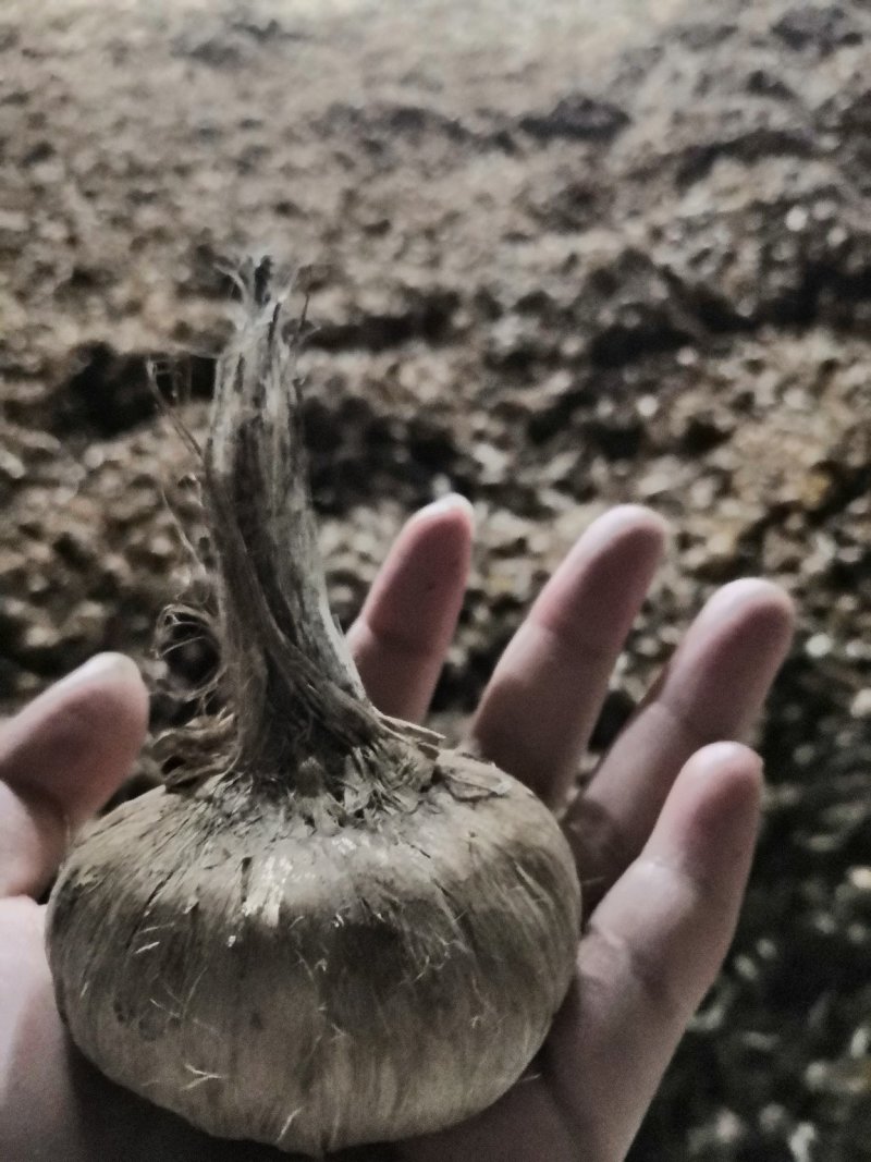 自家繁殖藏红花种球，手捡19-70克种球