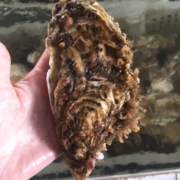 乳山三倍体生蚝5-6展示