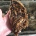 乳山三倍体生蚝5-6展示