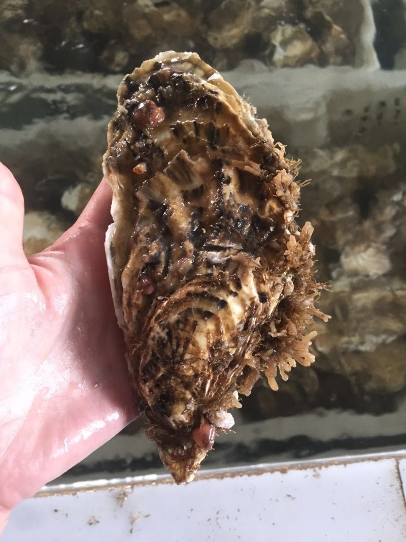 乳山三倍体生蚝5-6展示