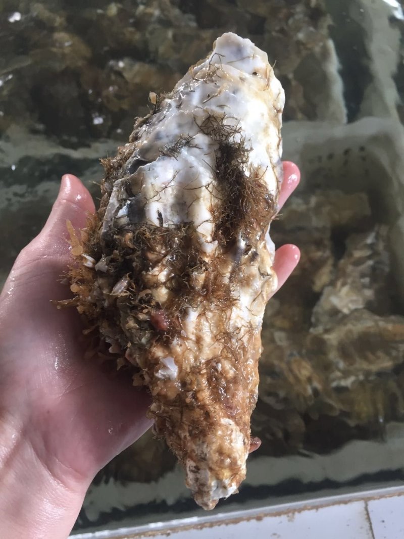 乳山三倍体生蚝5-6展示