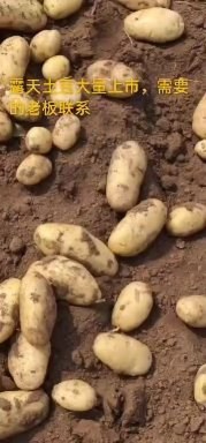 【牛商推荐】荷兰十五土豆大量上市一手货源3两以上欢迎来电订货