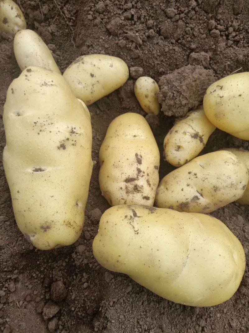 【牛商推荐】荷兰十五土豆大量上市一手货源3两以上欢迎来电订货