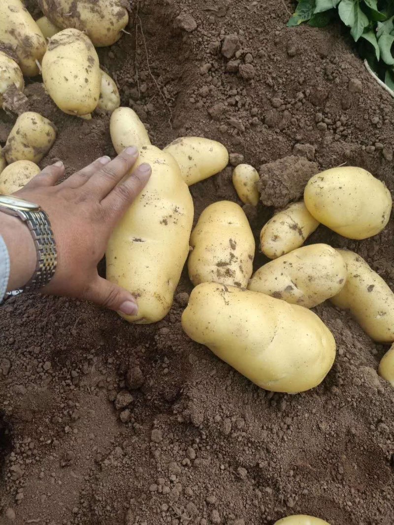 【牛商推荐】荷兰十五土豆大量上市一手货源3两以上欢迎来电订货