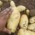 【牛商推荐】荷兰十五土豆大量上市一手货源3两以上欢迎来电订货
