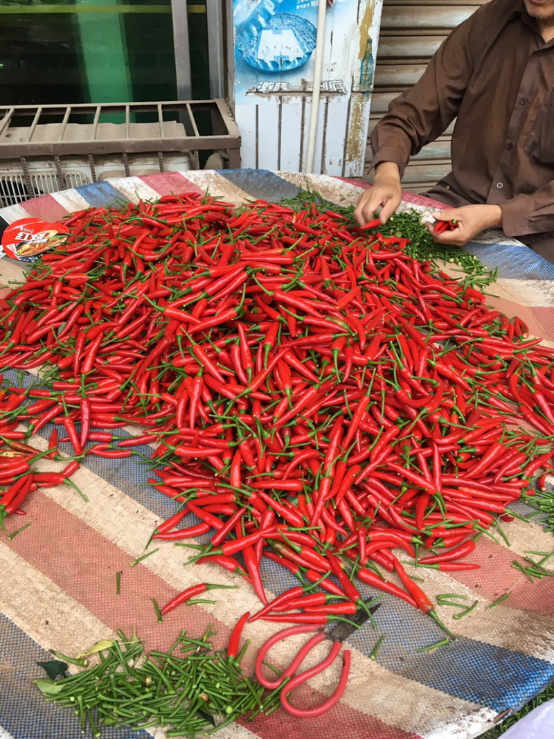 小米辣大量上市精品早香王、艳红，瑞丽青、红小米辣椒