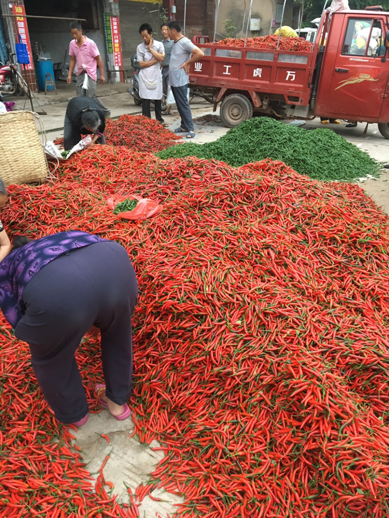 小米辣大量上市精品早香王、艳红，瑞丽青、红小米辣椒