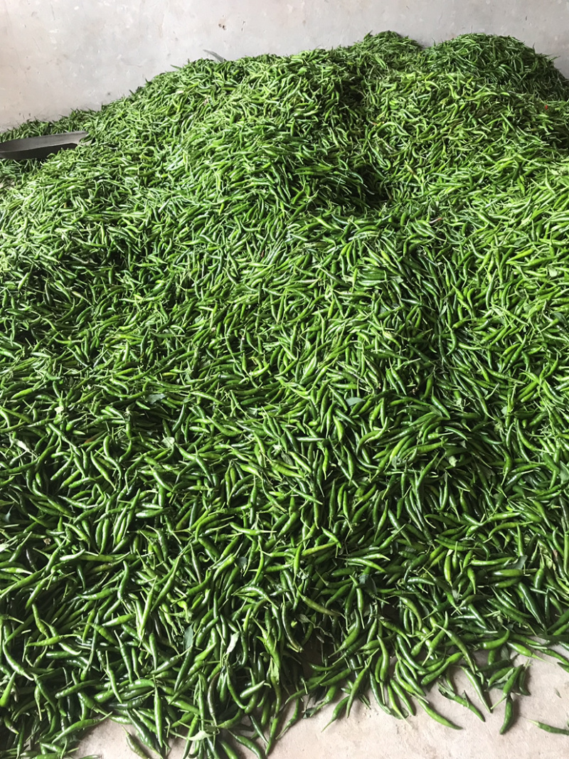 小米辣大量上市精品早香王、艳红，瑞丽青、红小米辣椒