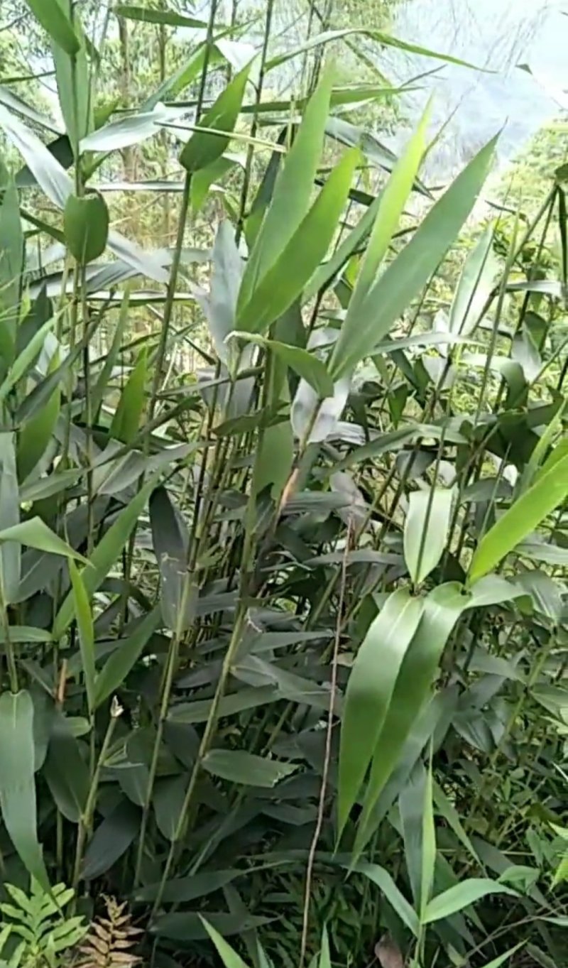 粽子叶野生粽叶水竹芒叶